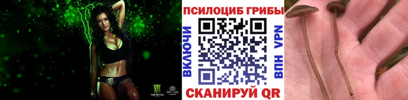 Купить  Белорецк  Галлюциногенные грибы прущие грибы 
